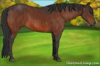 Horse Color:Bay  Brindle
