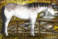 Horse Color:White Spotted Bay 