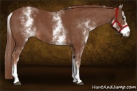 Horse Color:White Spotted Chestnut Sabino 