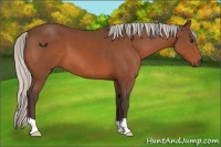 Horse Color:Silver Bay