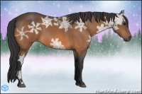 Horse Color:Buckskin Ice 