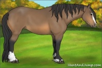 Horse Color:Buckskin Sabino