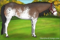 Horse Color:White Spotted Buckskin 