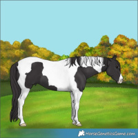 Horse Color:Smoky Black Tobiano 