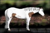 Horse Color:Buckskin Splash Tobiano