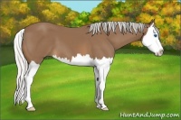 Horse Color:Silver Buckskin Splash 