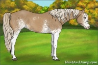 Horse Color:White Spotted Palomino