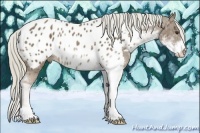 Horse Color:Chocolate Palomino Sabino Appaloosa Rabicano 