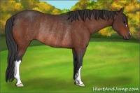 Horse Color:Bay Rabicano 