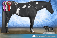 Horse Color:White Spotted Black  Brindle