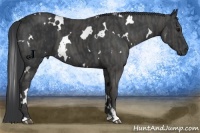 Horse Color:White Spotted Black Brindle