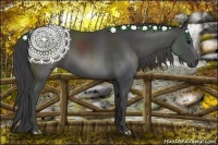 Horse Color:Smoky Black 