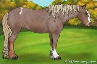 Horse Color:Chestnut Appaloosa 