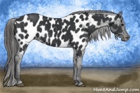 Horse Color:Black Appaloosa Rabicano 