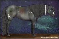 Horse Color:White Spotted Black  Brindle
