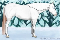 Horse Color:Brown Dun Splash Tobiano Frame Appaloosa 