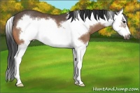 Horse Color:Buckskin Splash Frame Rabicano