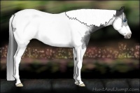 Horse Color:Smoky Black Sabino Splash Tobiano Frame Rabicano