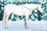 Horse Color:Palomino Splash Tobiano Appaloosa 