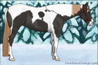 Horse Color:Liver Chestnut Sabino Tobiano 