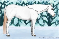 Horse Color:Buckskin Splash Tobiano Appaloosa 