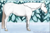 Horse Color:Bay Splash Tobiano Appaloosa