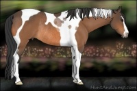Horse Color:Buckskin Sabino Tobiano Rabicano