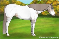 Horse Color:Bay Sabino Splash Frame Snowcap 