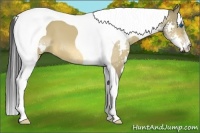 Horse Color:Buckskin Dun Splash Tobiano Frame