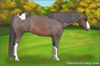 Horse Color:Bay Frame Appaloosa