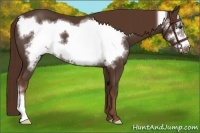 Horse Color:Liver Chestnut Frame 