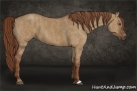 Horse Color:Red Dun  Brindle