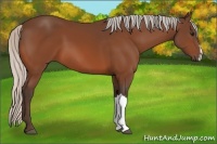 Horse Color:Silver Bay