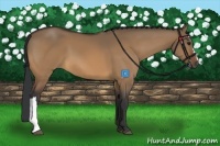 Horse Color:Bay Dun