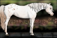 Horse Color:Red Roan Appaloosa 