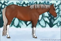 Horse Color:Silver Bay 