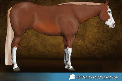 Horse Color:Chestnut Splash  Brindle