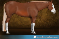 Horse Color:Chestnut Splash  Brindle