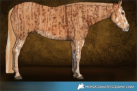 Horse Color:Chestnut Splash  Brindle