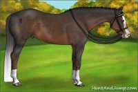 Horse Color:Liver Chestnut Splash 