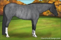 Horse Color:Blue Roan Rabicano