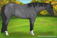 Horse Color:Blue Roan Rabicano