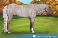 Horse Color:Silver Blue Roan 