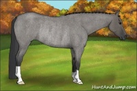 Horse Color:Grullo Roan Rabicano