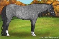 Horse Color:Blue Roan Rabicano