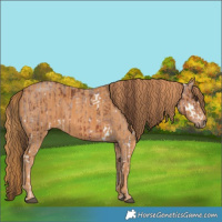 Horse Color:Liver Chestnut Ice Splash  Brindle