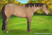 Horse Color:Amber Champagne 
