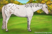 Horse Color:Red Roan Appaloosa 