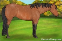 Horse Color:Bay  Brindle