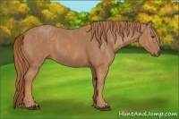 Horse Color:Chestnut  Brindle